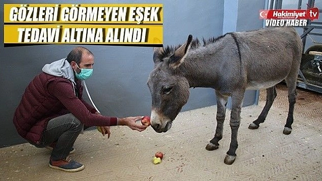 Gözleri görmeyen eşek kurtarıldı