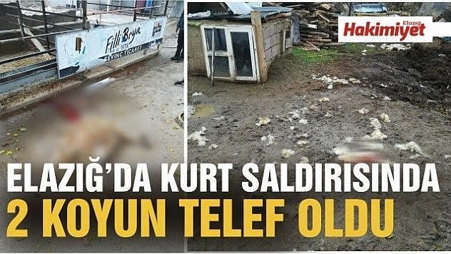 Elazığ'da kurt, 2 koyunu telef etti