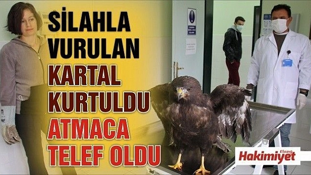 Silahla vurulan kartal kurtuldu, atmaca ise telef oldu