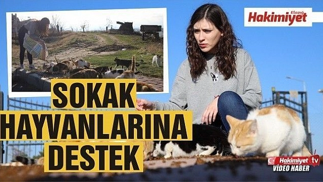 Üniversite öğrencilerinden, 'Mama kumbarası' ile sokak hayvanlarına destek