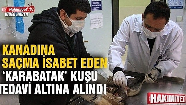 Kanadına saçma isabet eden 'Karabatak' kuşu tedavi altına alındı