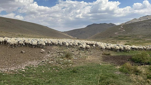 25 Bin TL'ye Çoban Bulunamıyor!