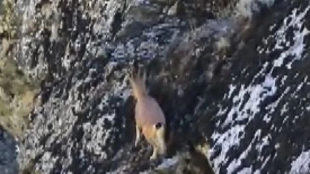 3 ayaklı yaban keçisinin kayalara tırmanma azmi