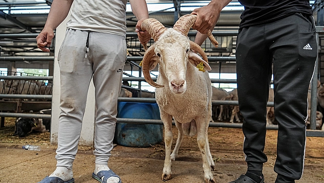 4 boynuzlu koçu görenler şaşırıyor