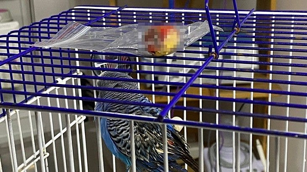 5 Yaşındaki Kuşun Karnından Ceviz Büyüklüğünde Tümör Çıktı