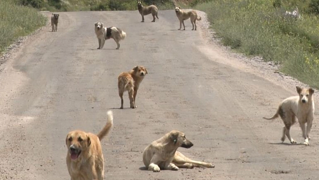 8 yaşındaki çocuğa köpek saldırdı