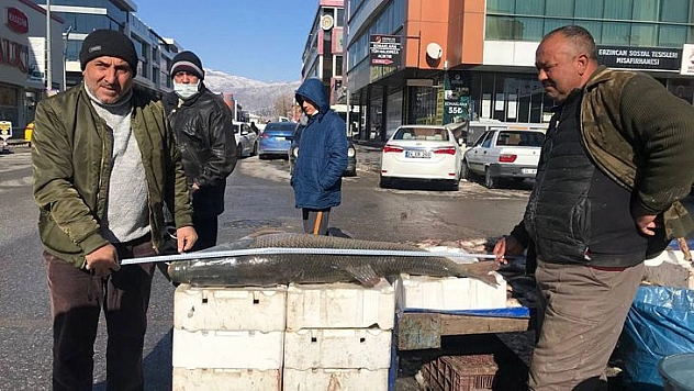 80 Kiloluk Dev Balık Tezgâhta Alıcı Buluyor