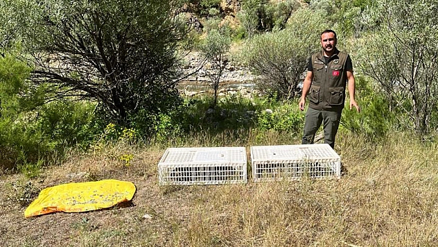 850 Kınalı Keklik Doğaya Salındı