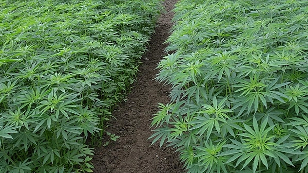 Bingöl'de 8 bin kök kenevir bitkisi ele geçirildi