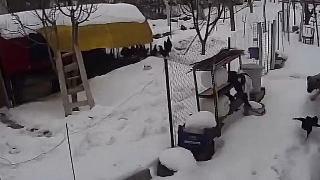 Aç Kalan Sokak Köpekleri Tavuklara Saldırdı, O Anlar Güvenlik Kamerasına Yansıdı