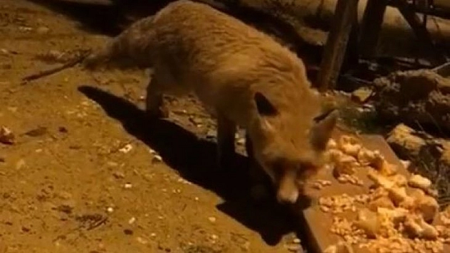 Aç kalan tilki şehir merkezine inerek karnını doyurdu