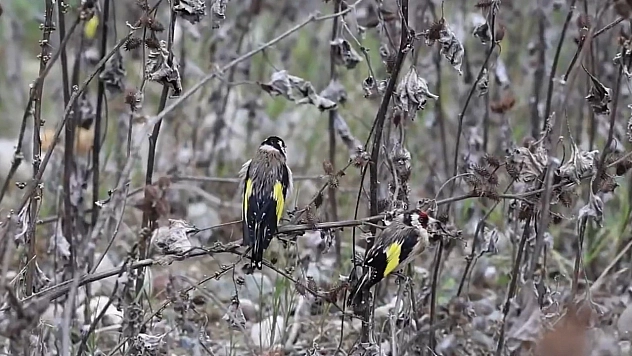 Adana'da 400 saka kuşu doğaya salındı, kaçakçısına 2,9 milyon TL ceza