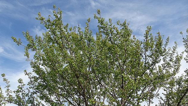 Ağaçlara su püskürtülerek uygulanan buzlama yöntemi zirai donu engelledi