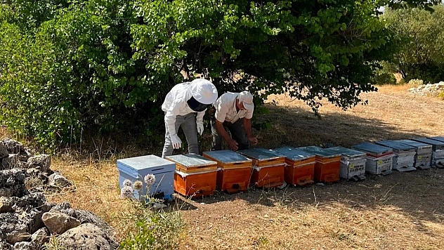 Ağın'da arıcılık çalışmaları hız kesmeden devam ediyor