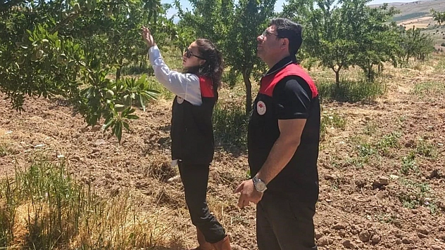 Ağın'da badem bahçelerine hastalık ve zararlı kontrolü