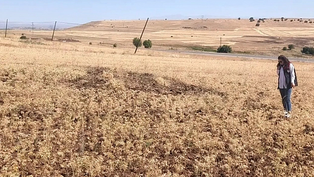 Ağın'da tüylü nohutta hasat bereketi