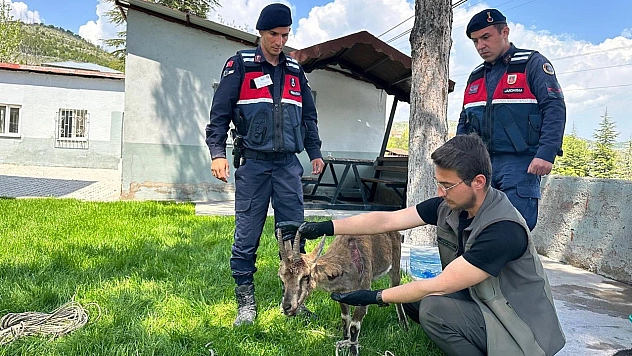 Ağın'da yaralı dağ keçisi kurtarıldı