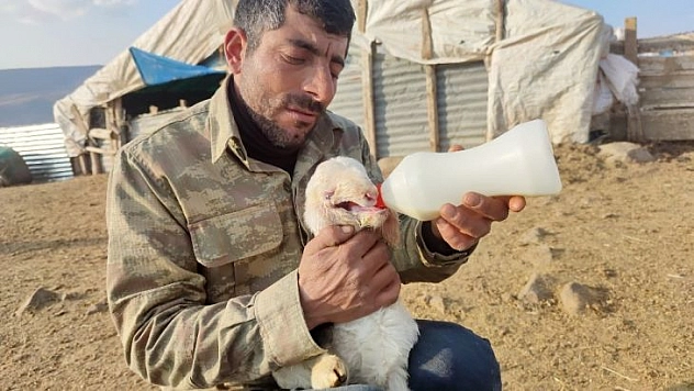 Ağzı kulağına kadar açık kuzu doğdu, biberonla beslenmeye başladı
