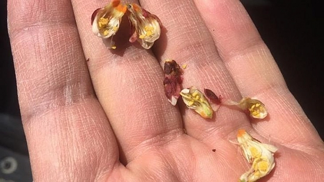 Akçadağ'da kayısıdaki zirai don hasara yol açtı