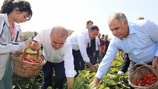 Altıntarla Köyü'nde Çilek hasadı gerçekleştirildi