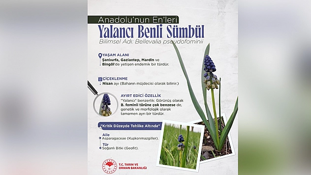 Anadolu'nun endemik değeri: Yalancı Benli Sümbül baharı müjdeliyor