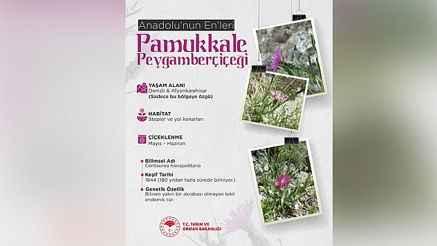 Anadolu'nun nadide çiçeği: Pamukkale Peygamberçiçeği