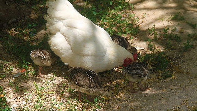 Annelik Duygusu Ağır Bastı: Hindi Yavrularını Terk Etti, Tavuk Sahiplendi
