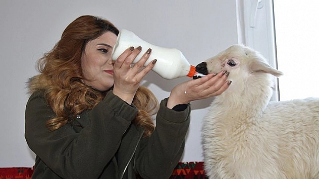 Annesi Ölen 'Rıfkı'yı' Ev Ortamında Biberonla Besliyorlar