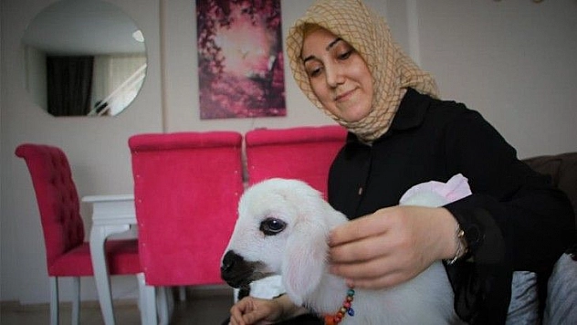 Annesinin reddettiği kuzuya, sağlıkçı şefkati
