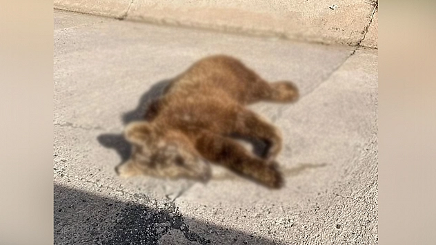 Aracın çarptığı yavru ayı telef oldu