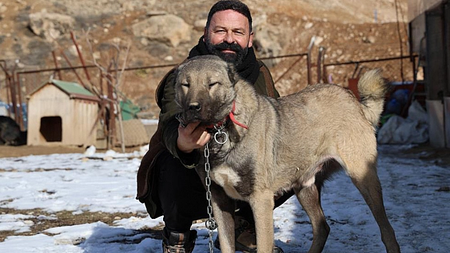 Arapların yeni favorisi: Kangallar!