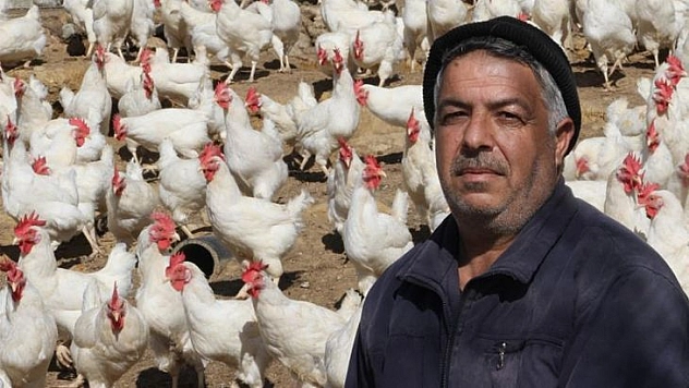 Artan yem fiyatlarına kızdı bin 500 tane tavuğu vatandaşlara ücretsiz dağıtmaya başladı