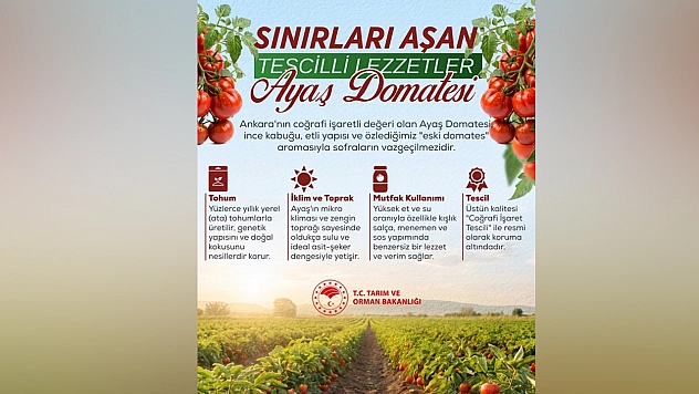 Ayaş domatesi lezzeti ve kalitesiyle sınırları aşıyor
