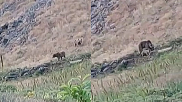 Ayıdan Annelik Dersi!