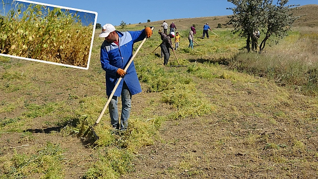 Aylıkları 45 Bin Liraya Geliyor, Ancak Sayıları Her Geçen Yıl Azalıyor