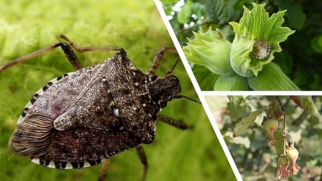 Bakanlık, kahverengi kokarca ile etkin mücadeleyi sürdürüyor