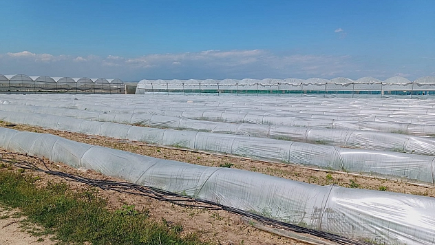 Bakanlıktan 'Tarlada kalan marullar' iddialarına yalanlama