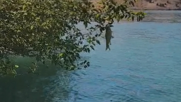 Balık bu kez ağaçta yakalandı