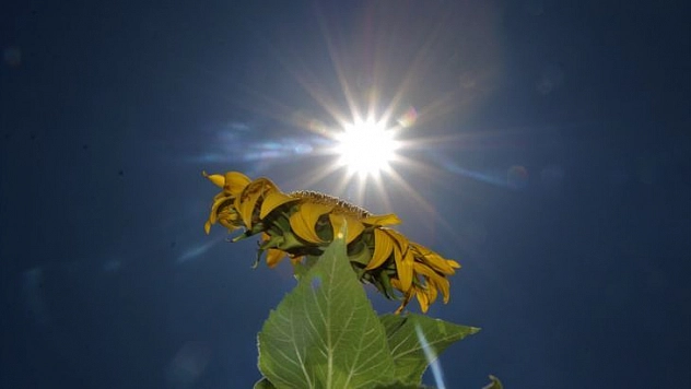 Basınçlı sulama sistemine geçip 4 bin dönüme ayçiçeği ekti, gören Trakya zannetti