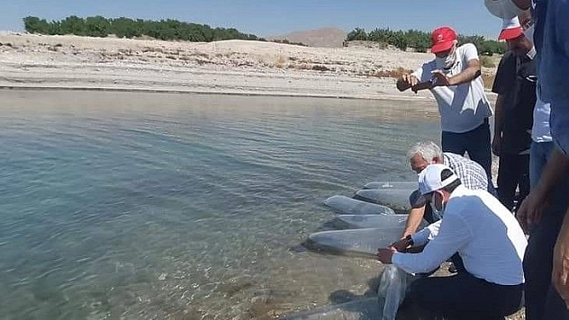 Baskil'de 300 bin sazan baraj gölüne bırakıldı