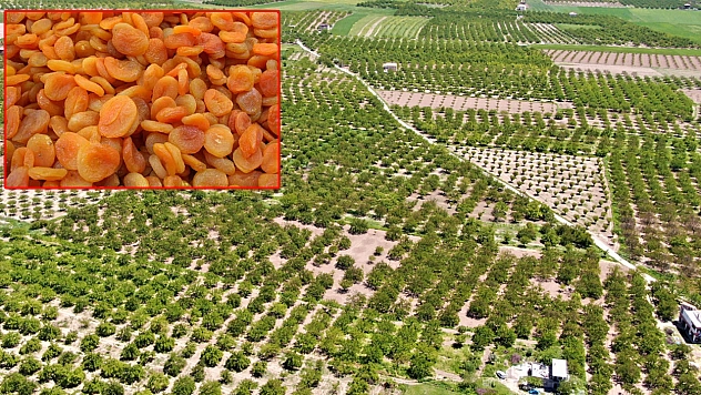 Baskil kayısısı rekoltede zirvede, tescilde sıfırda