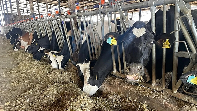 Besi hayvanlarındaki bolluk et fiyatlarını aşağı çekiyor