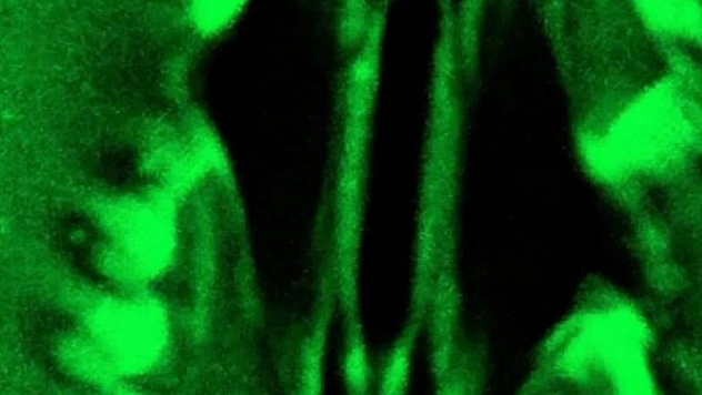 Bilim dünyasında bir ilk: Bitkilerin nefes alışı gerçek zamanlı görüntülendi