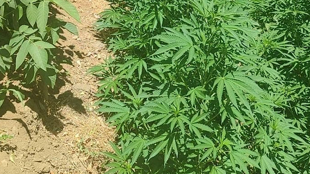 Bingöl'de 17 bin kök kenevir ele geçirildi