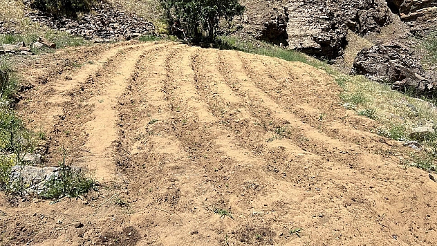 Bingöl'de 2 bin 900 kök kenevir ele geçirildi