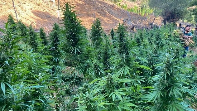 Bingöl'de 225 bin kök kenevir ve 95 kilo esrar ele geçirildi, 1 şüpheli de gözaltına alındı