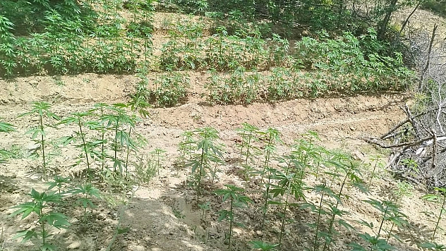 Bingöl'de 3 bin 483 kök kenevir ele geçirildi