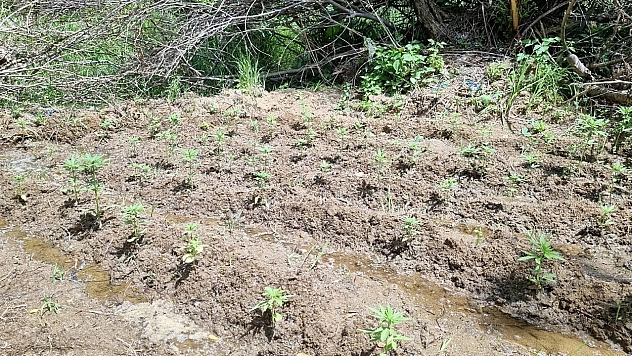 Bingöl'de 330 kök kenevir ele geçirildi