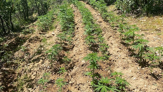 Bingöl'de 4 bin 763 kök kenevir ele geçirildi