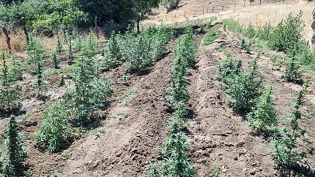 Bingöl'de 4 bin kök kenevir bitkisi ele geçirildi